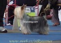 Silky terrier:EXPO Europea
